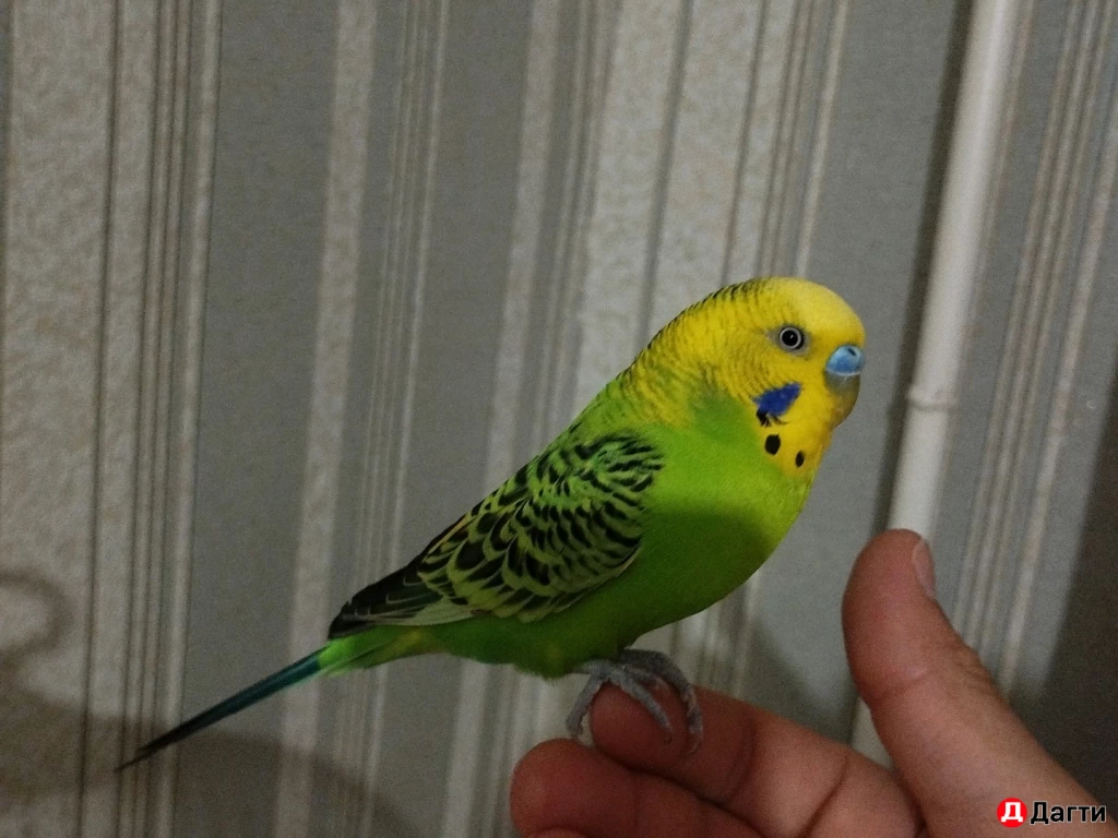 Пара волнистых попугаев