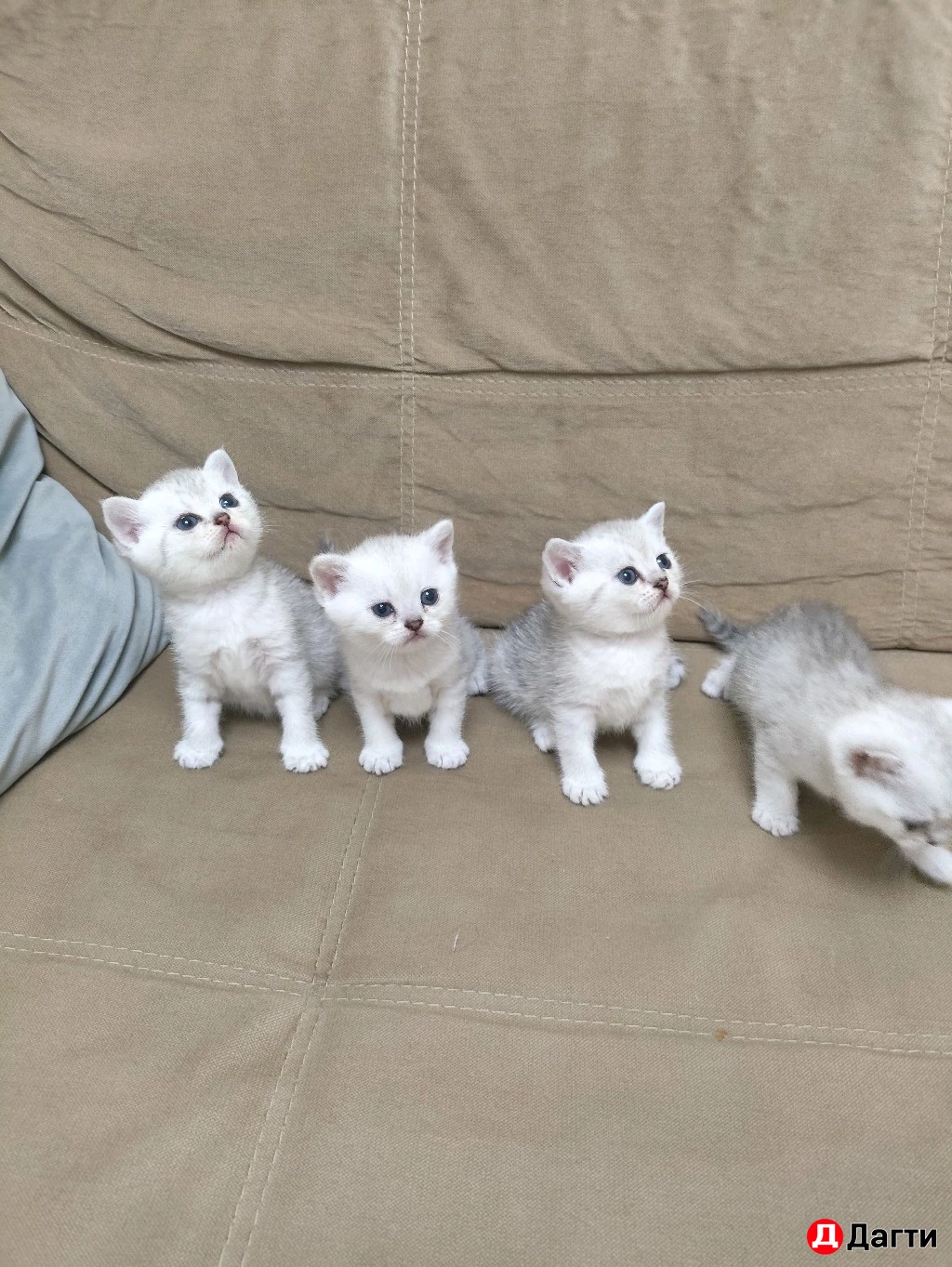 Британские шиншиллы