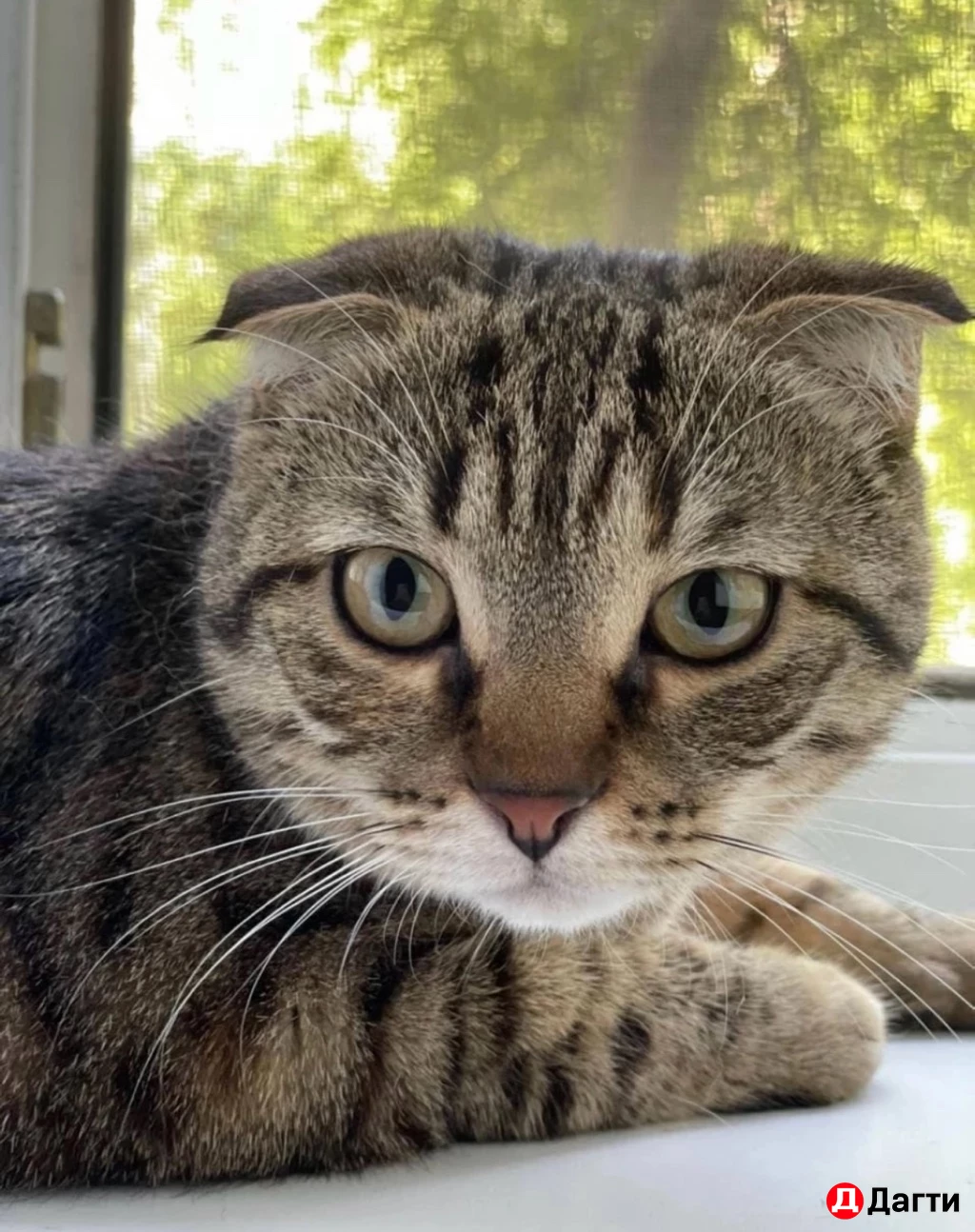 Кошка с котятами