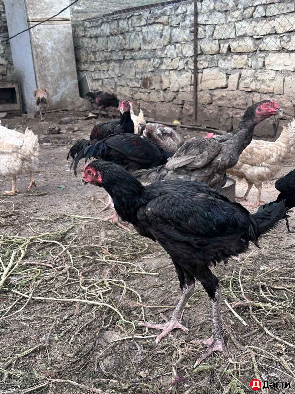 Бойцовые птицы