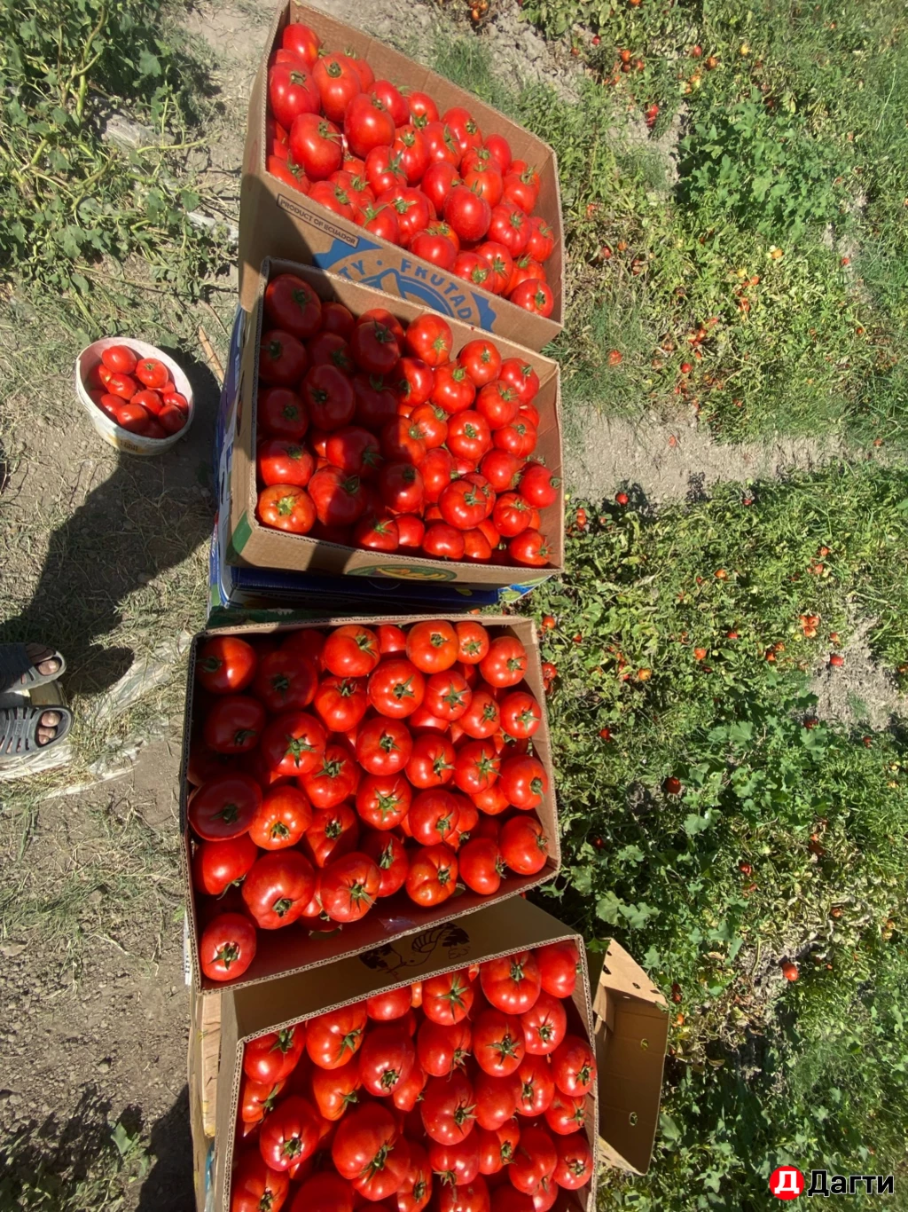 Помидоры
