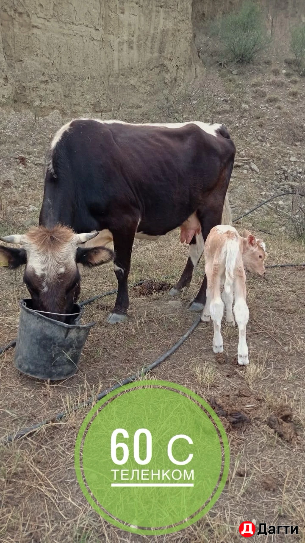 Коровы с теленком