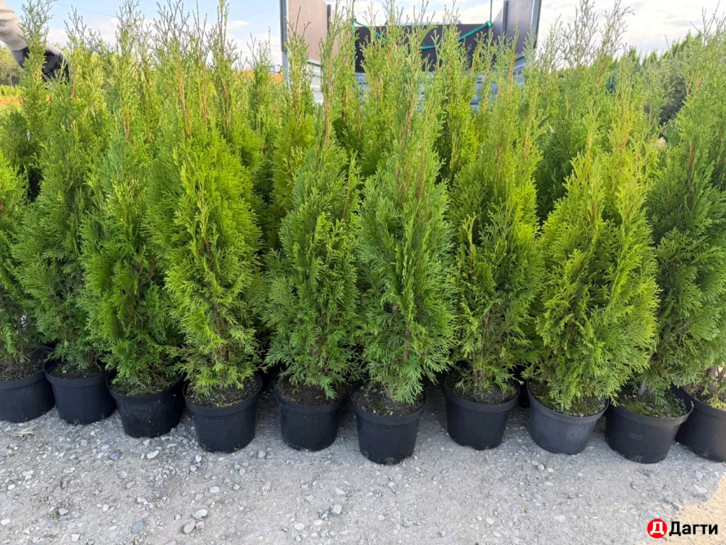 Туя Смарагд