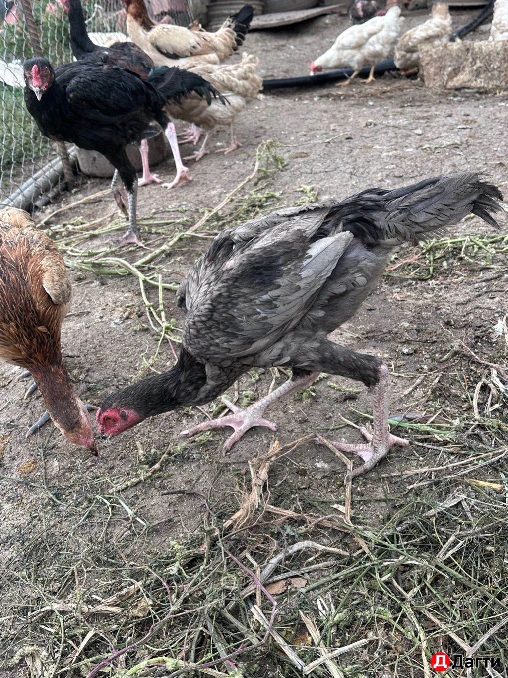 Бойцовые птицы