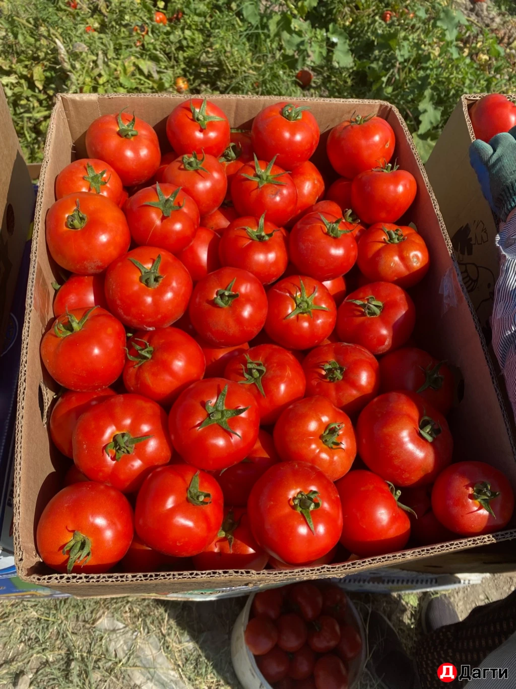 Помидоры