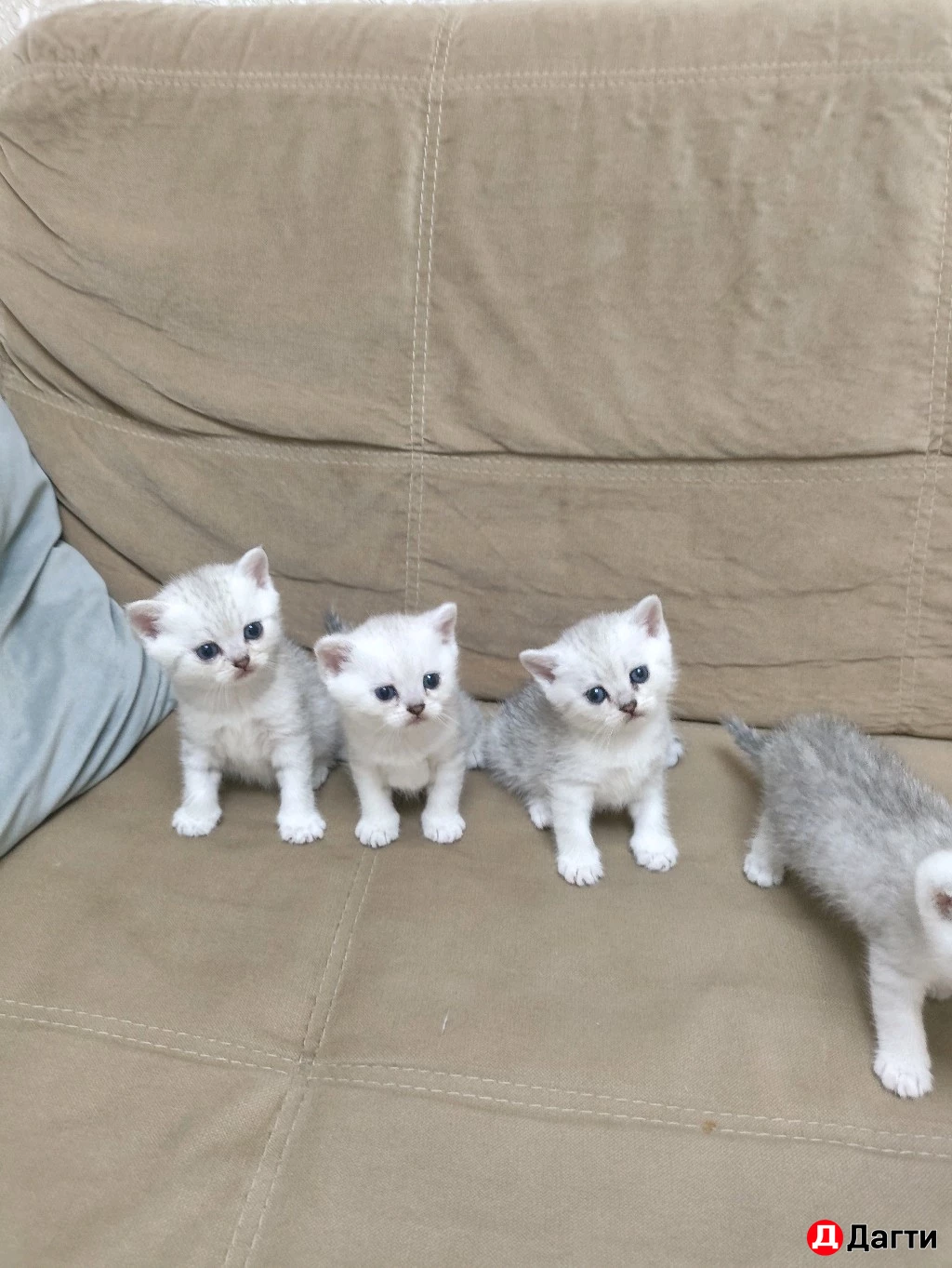 Британские шиншиллы