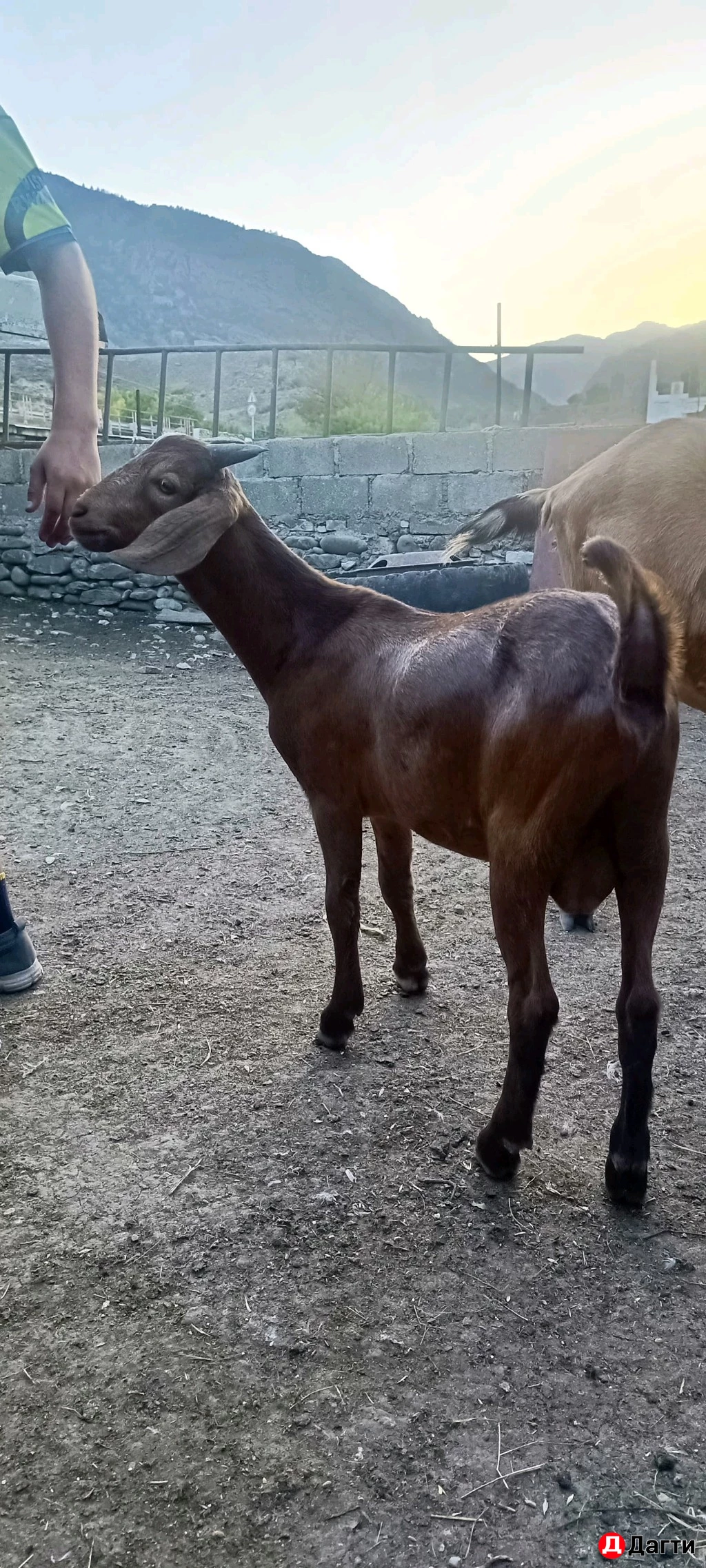 Козлики и коза