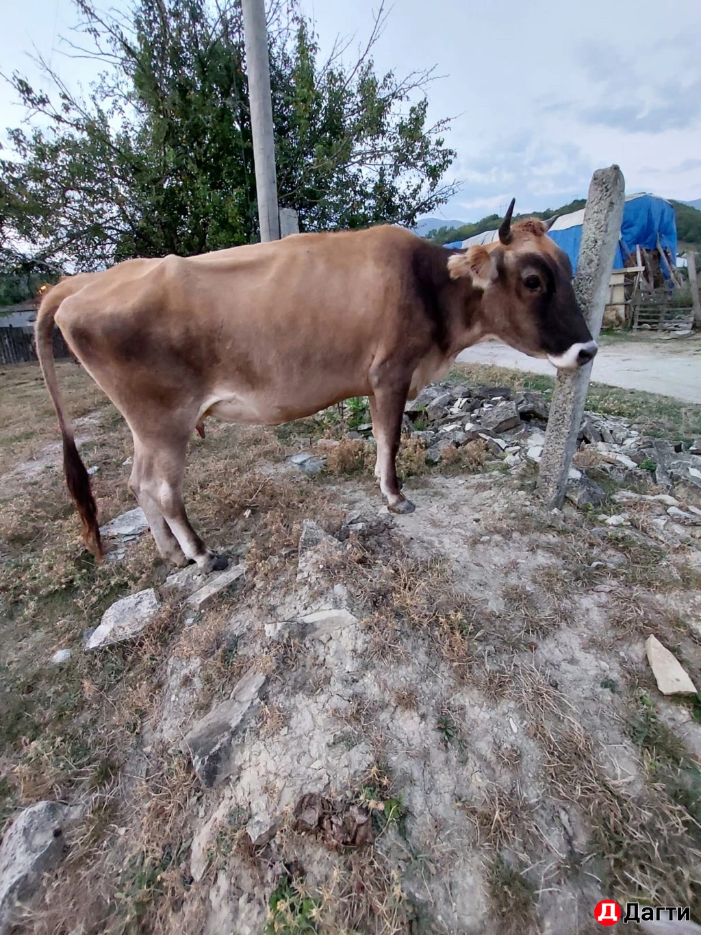 Коровы,телята