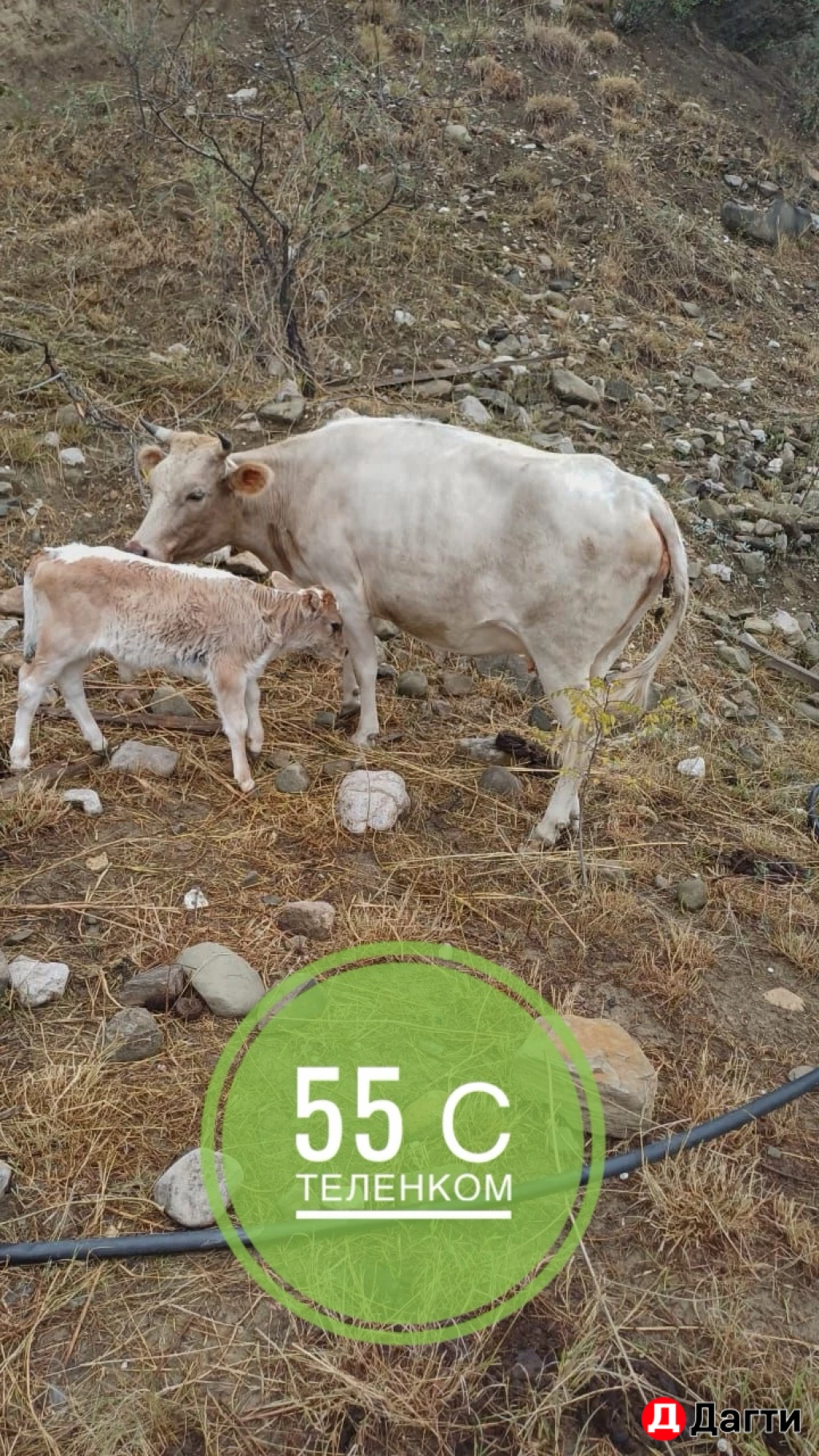 Коровы с теленком