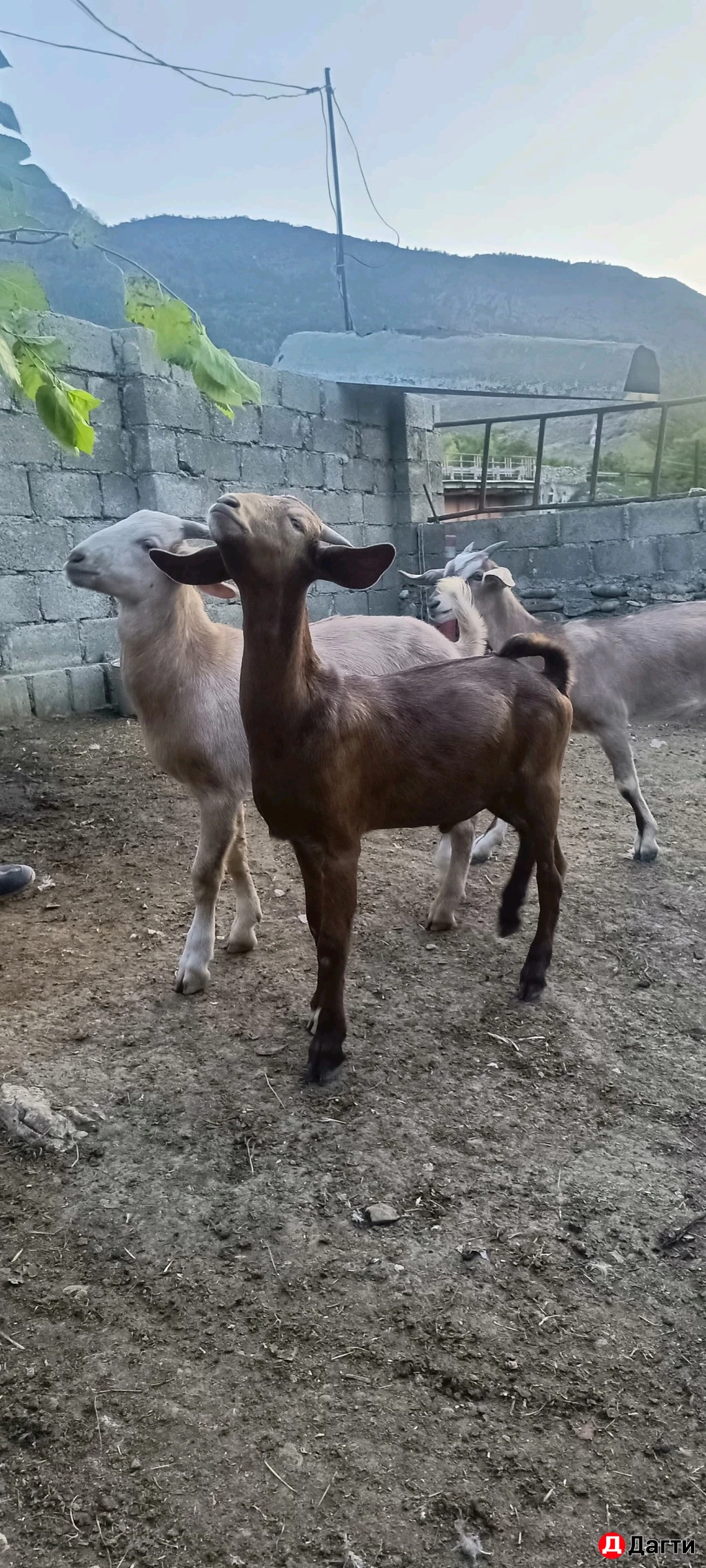 Козлики и коза