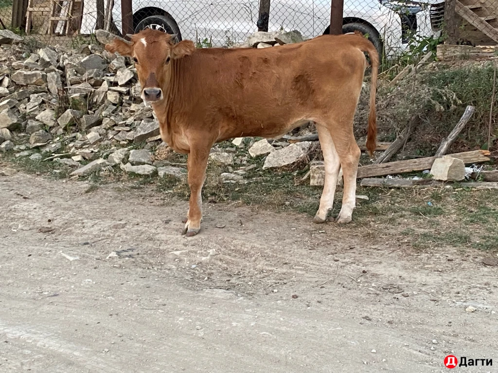 Коровы,телята