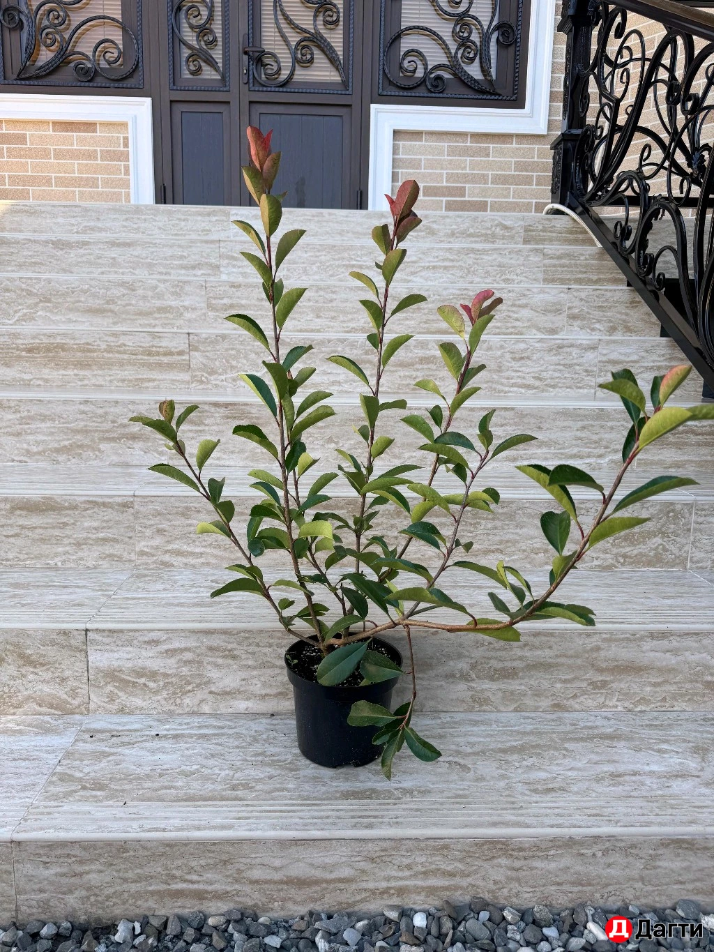 Фатиния Кустовая