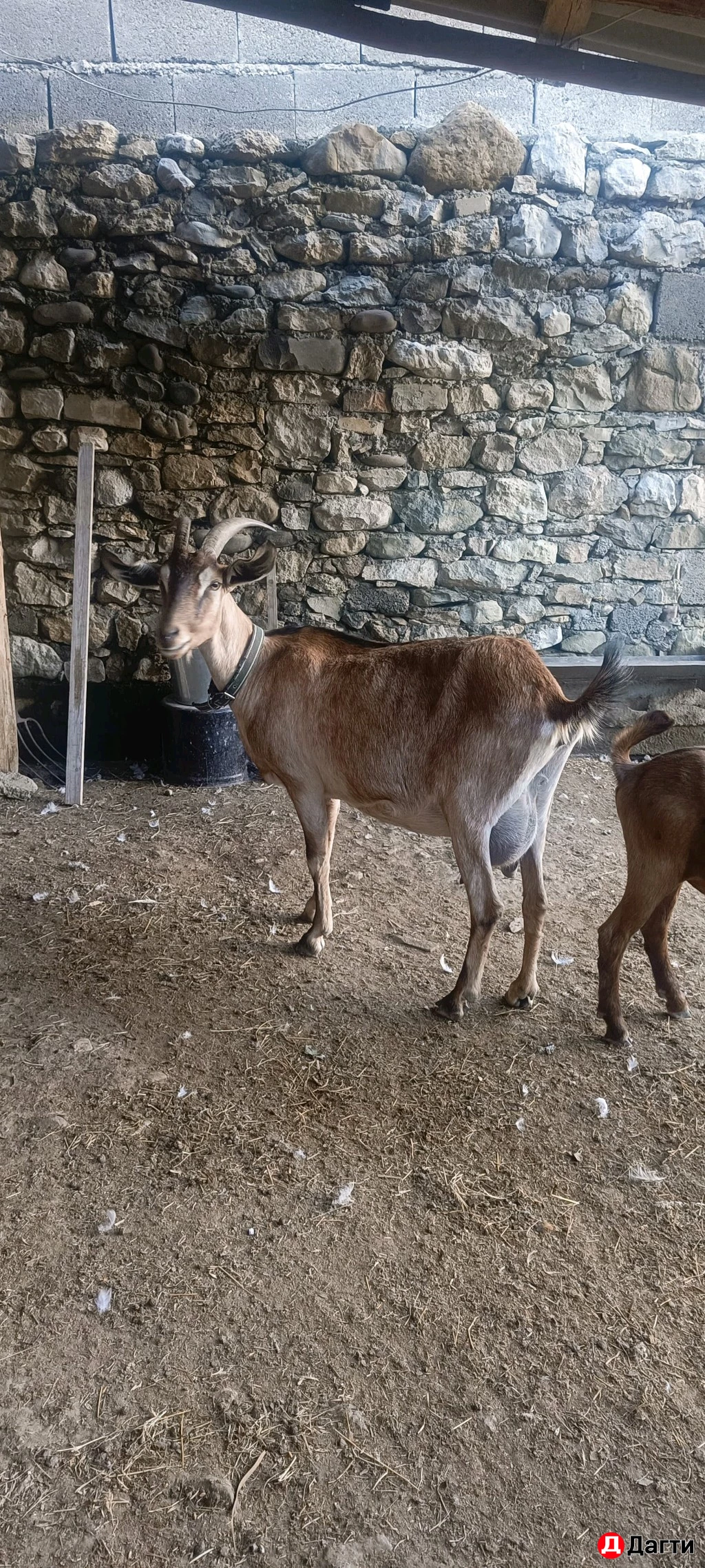 Козлики и коза