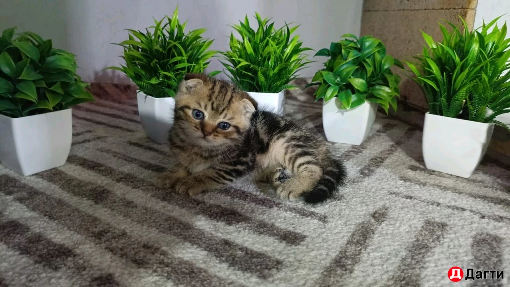 Шотландская вислоухая золотистая шиншила