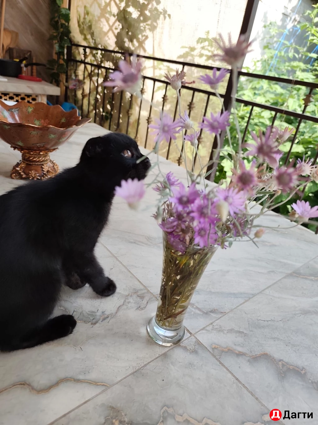 Вислоухие  котята