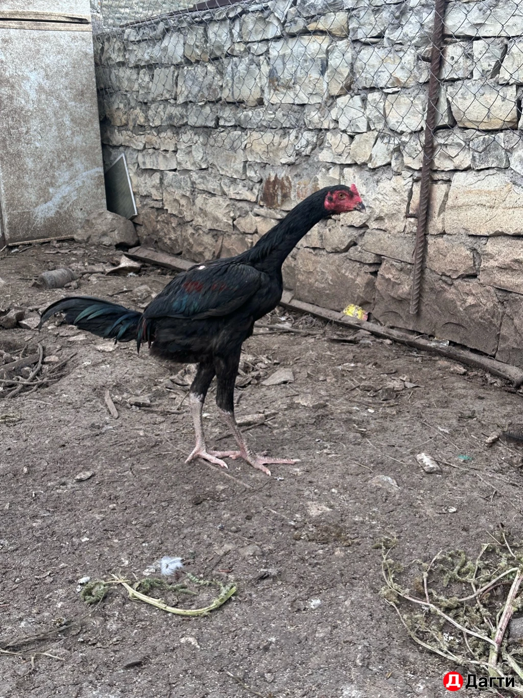 Бойцовые птицы