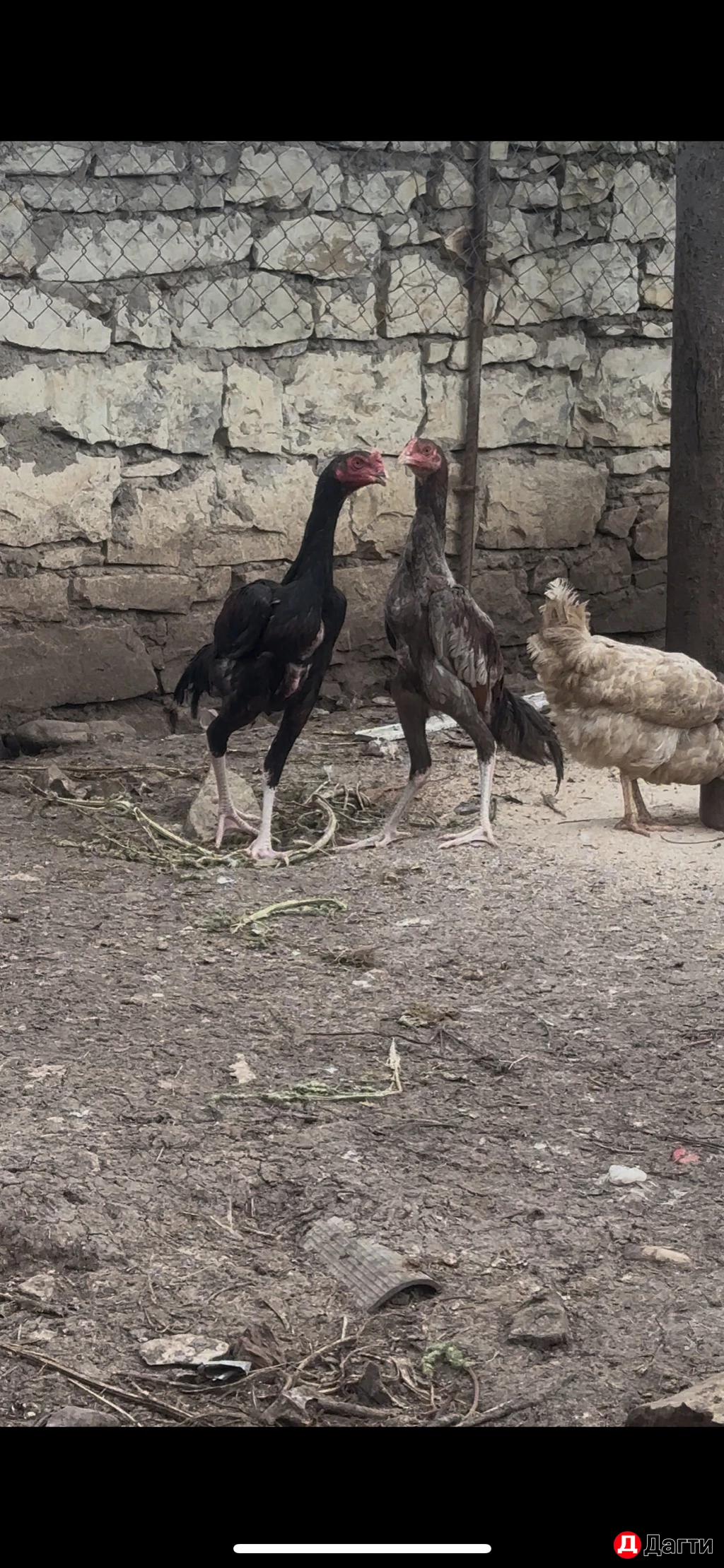 Бойцовые птицы