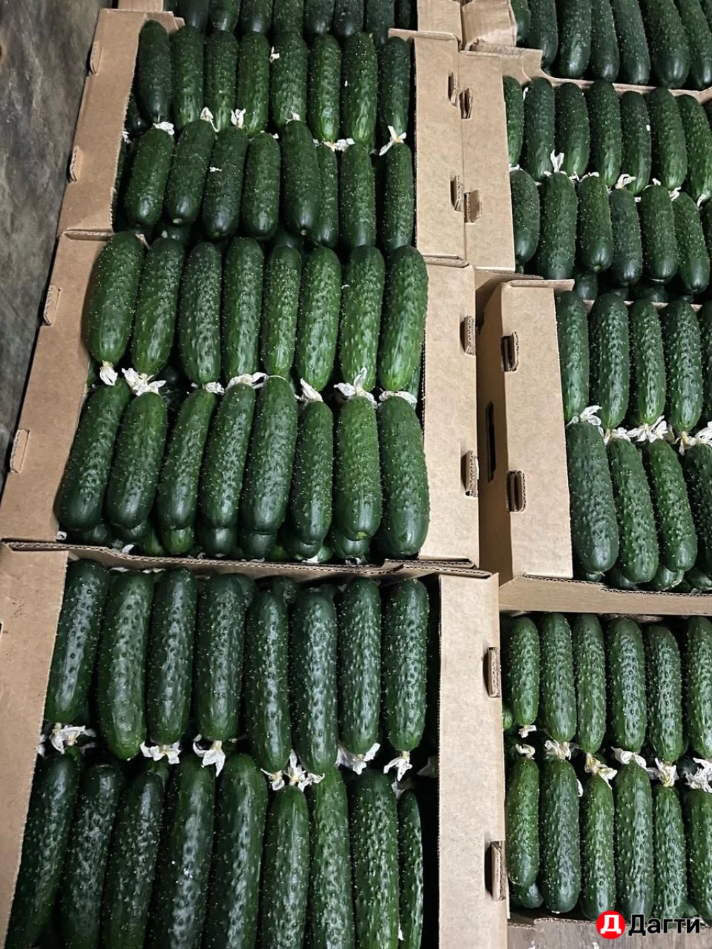 Огурцы свежие