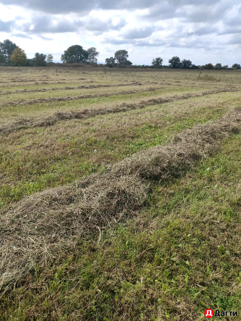 Сено естественное разнотравье 2й поздний кос. люцерна и тд.