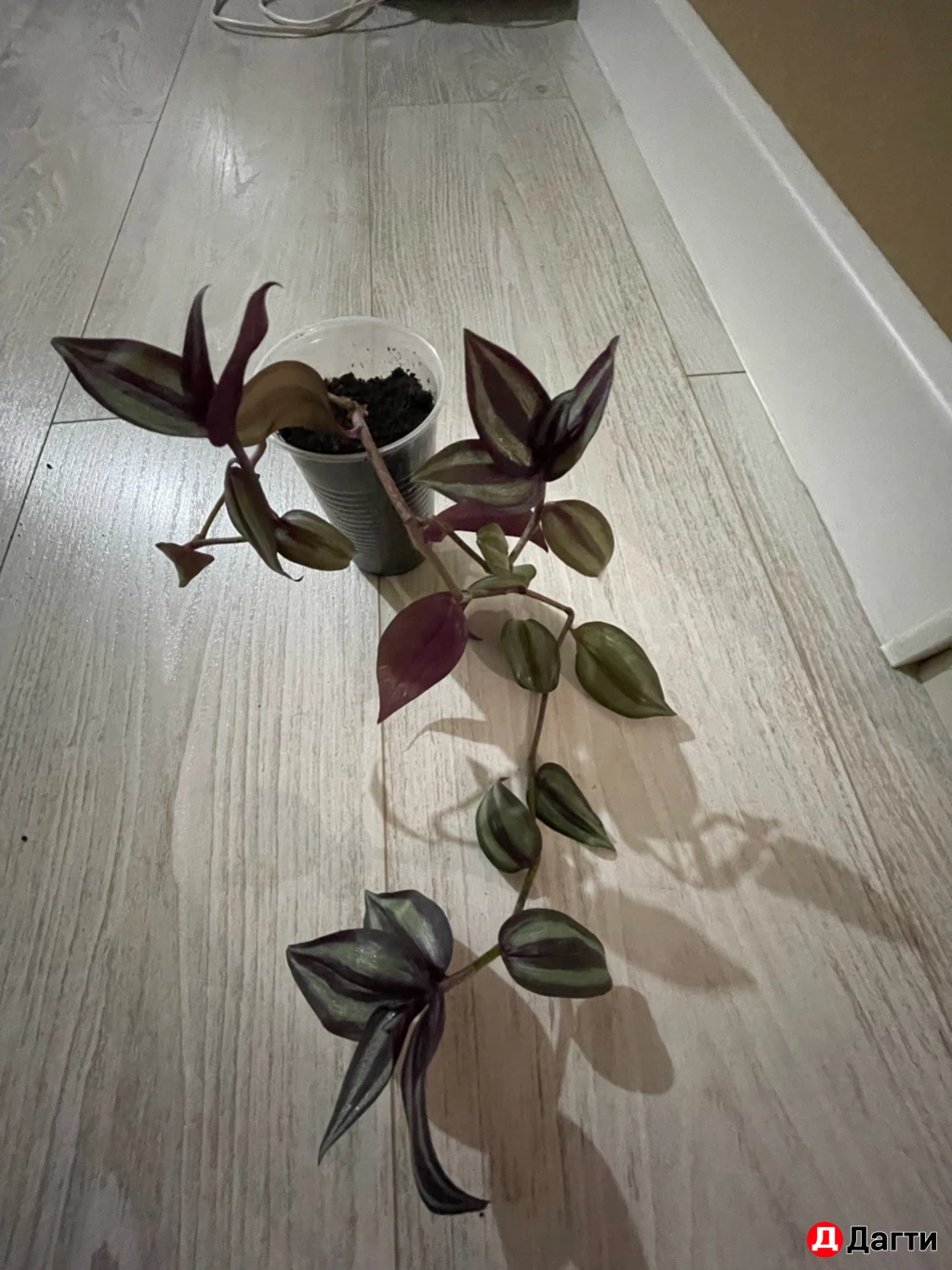 Традесканция