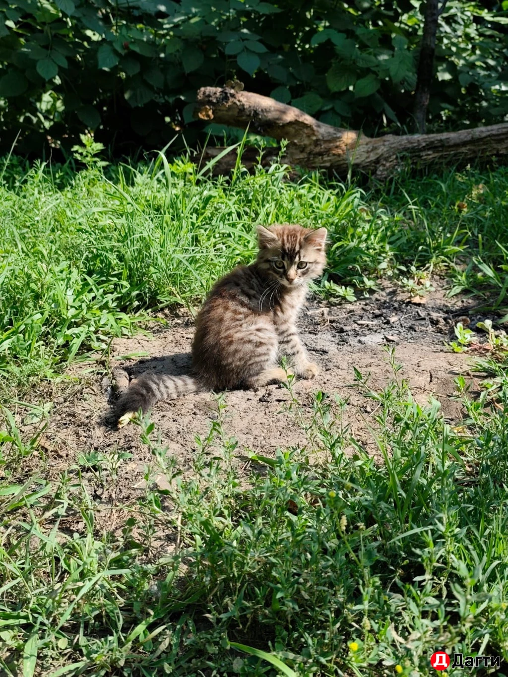 Вислоухие  котята