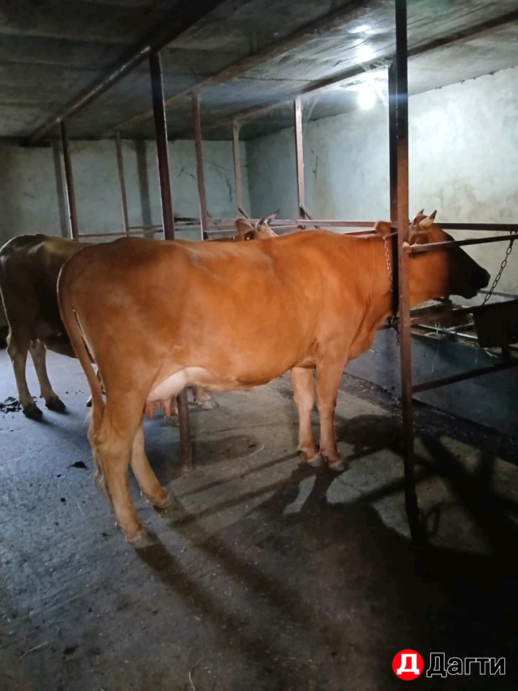 Корова с телёнком, корова дойная, бычок, тёлка.