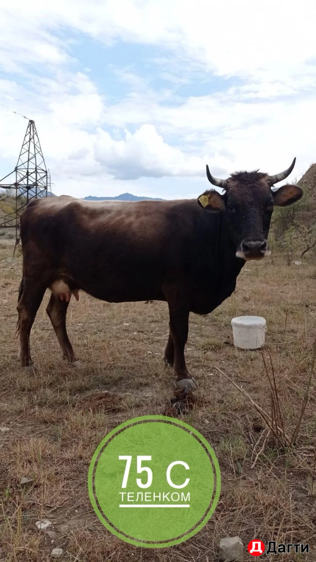 Коровы с теленком