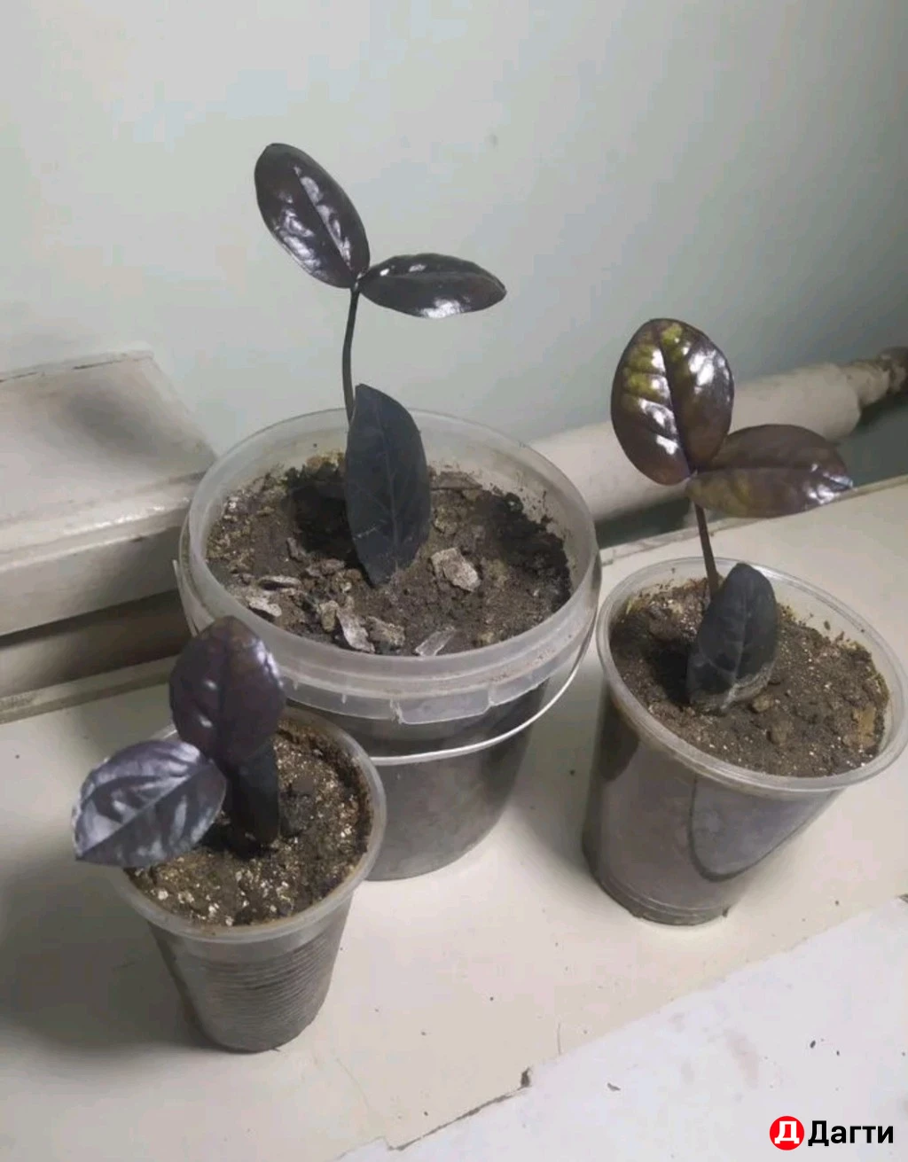 Замиокулькас чёрный ревень