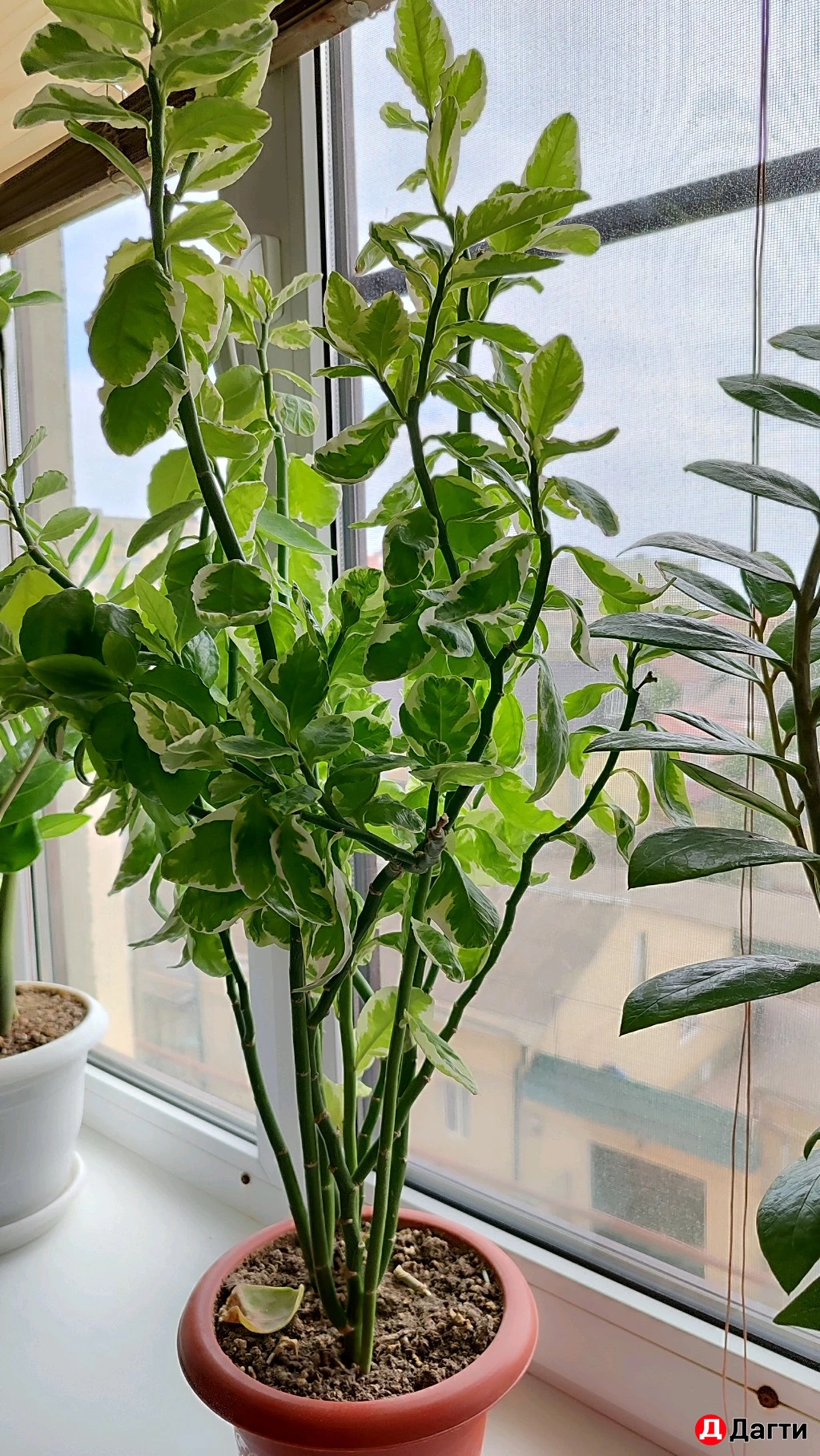 Домашние цветы