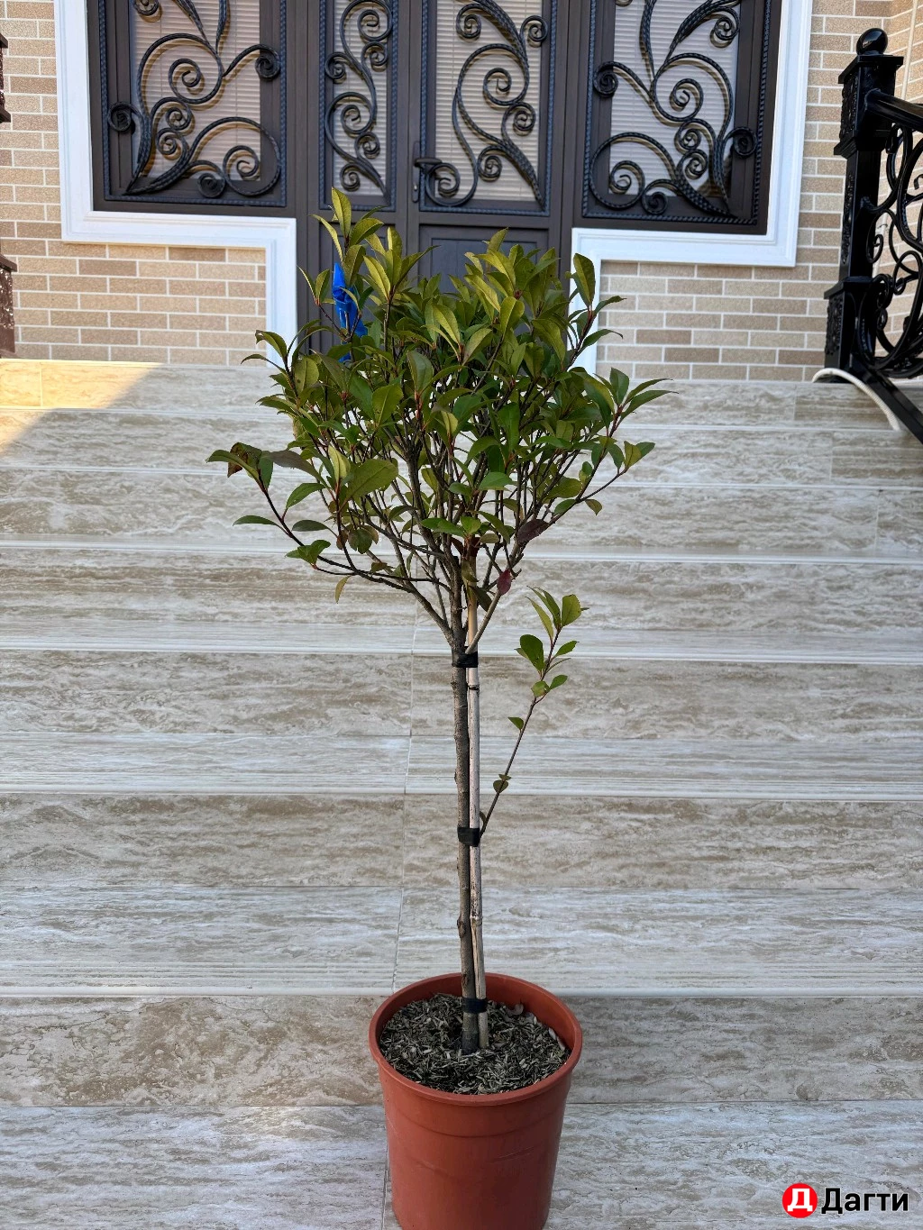 Фатиния На Штамбе