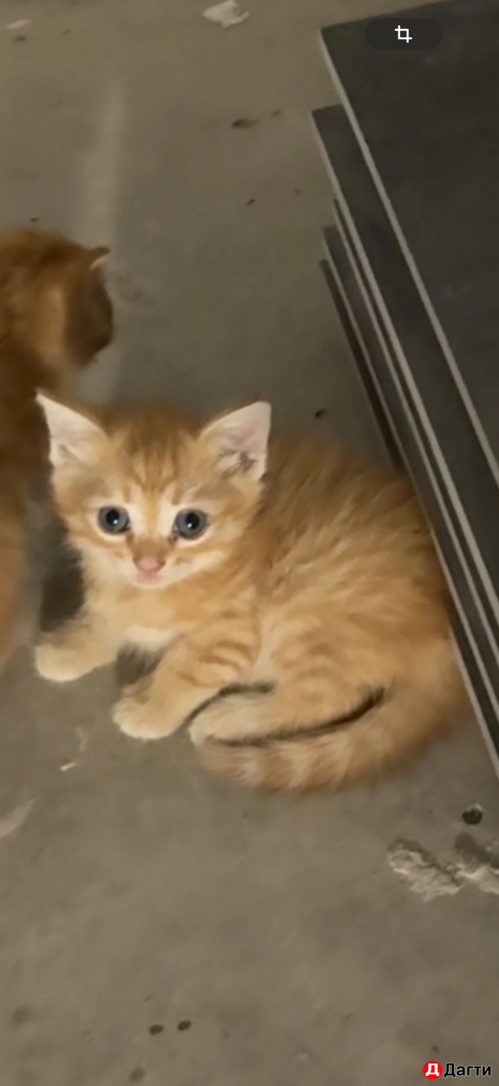 Рыженькая девочка