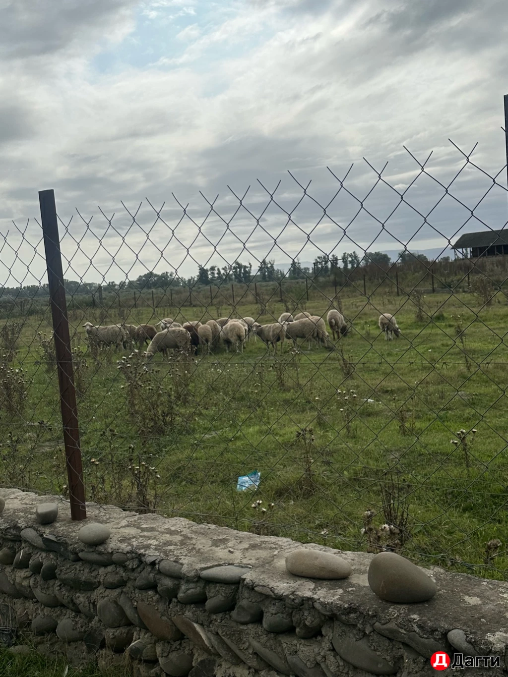 Овцы и бараны