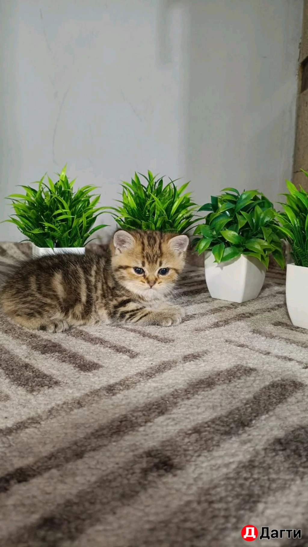 Шотландская вислоухая золотистая шиншила