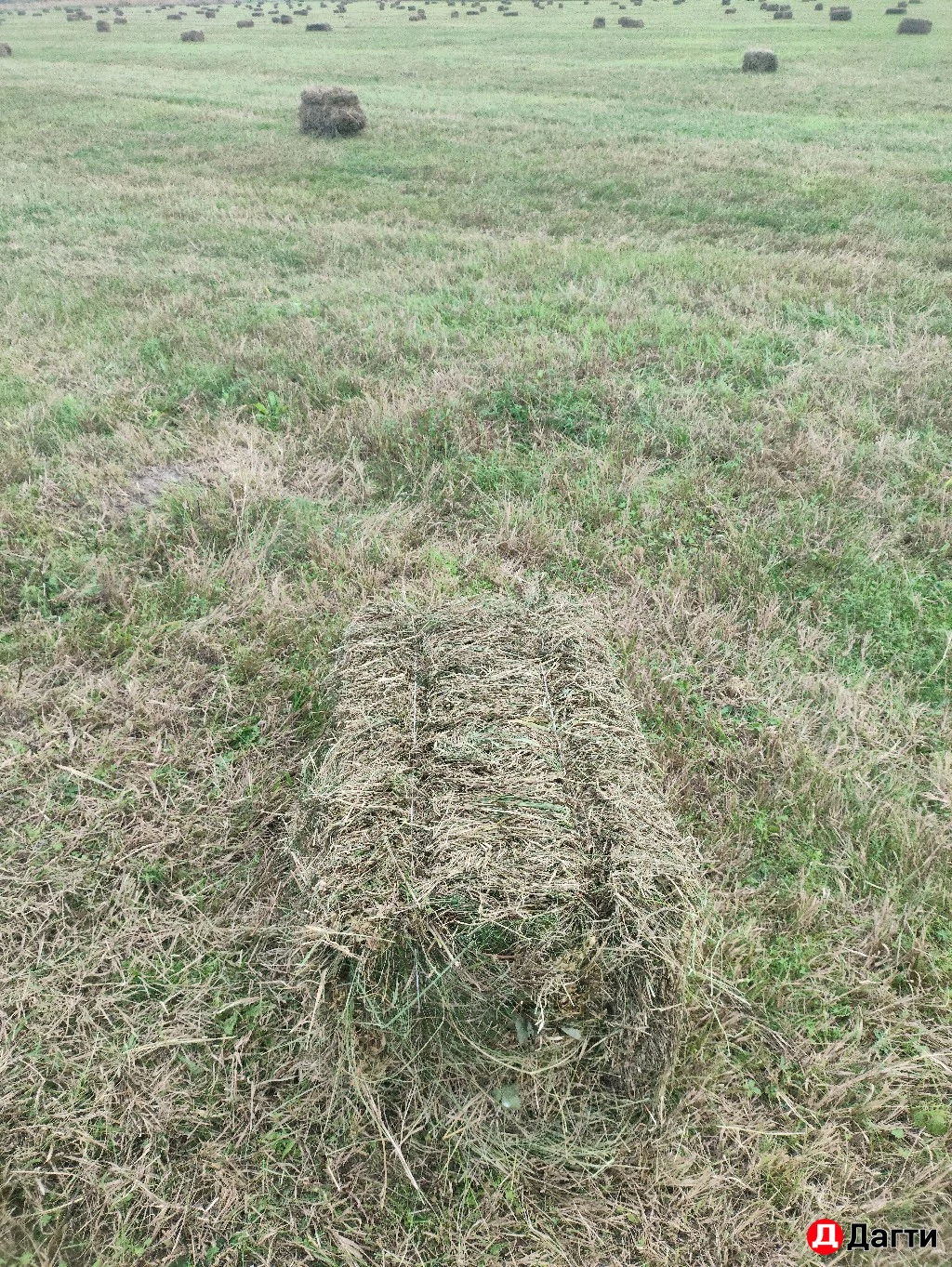 Сено естественное разнотравье 2й поздний кос. люцерна и тд.