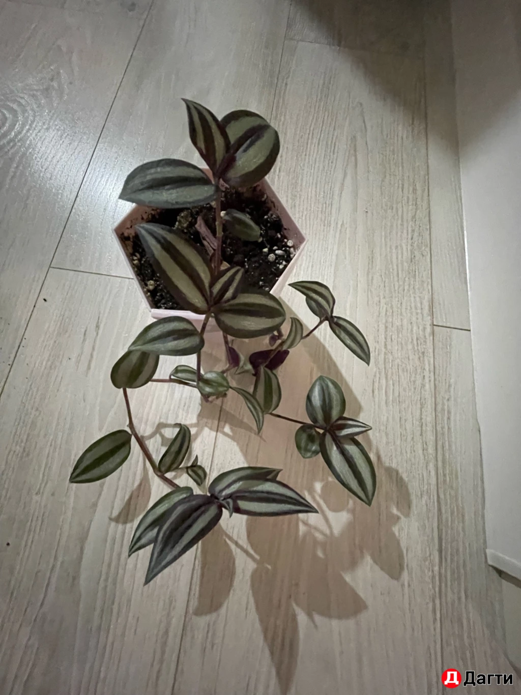 Традесканция