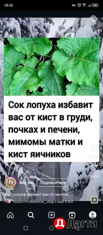 сок лапуха