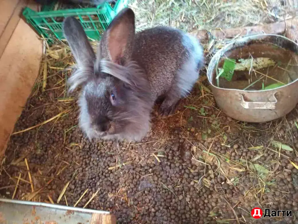 кролики Львиноголовые