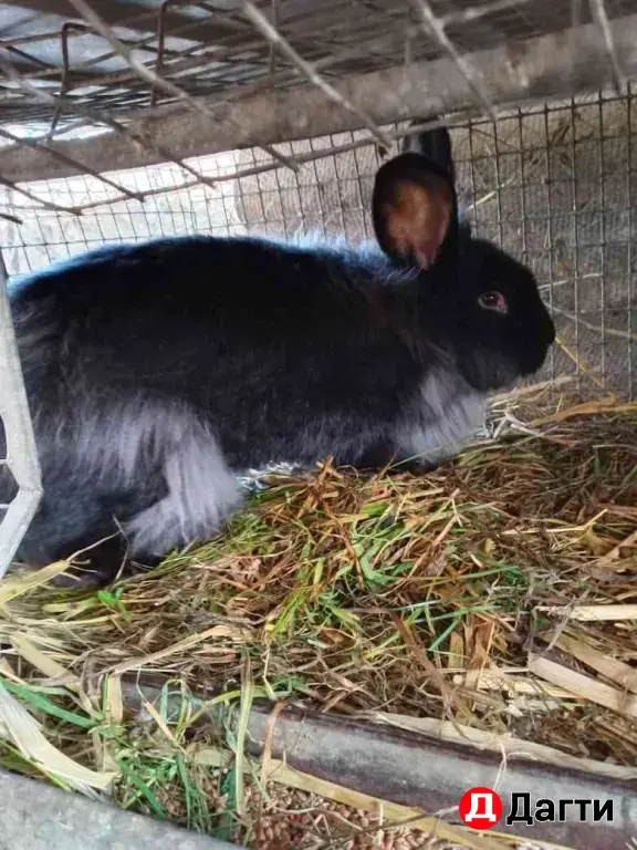 кролики Львиноголовые