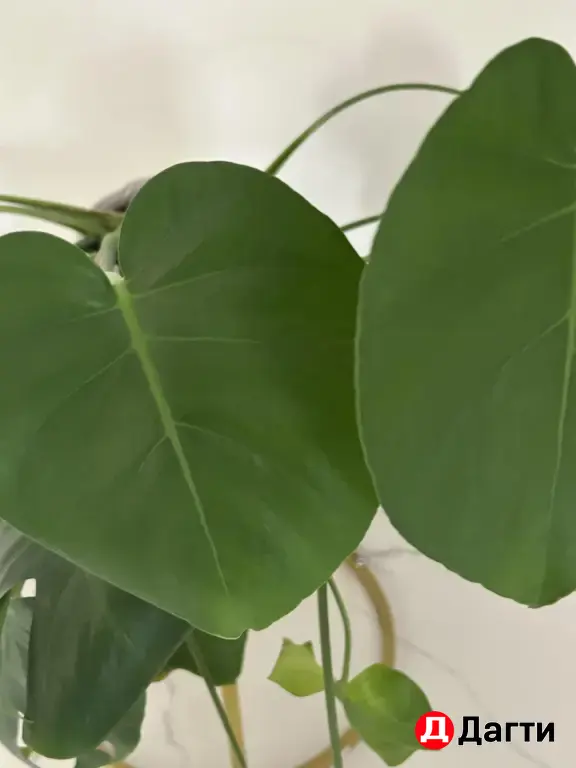 Монстера , цветок ухоженный