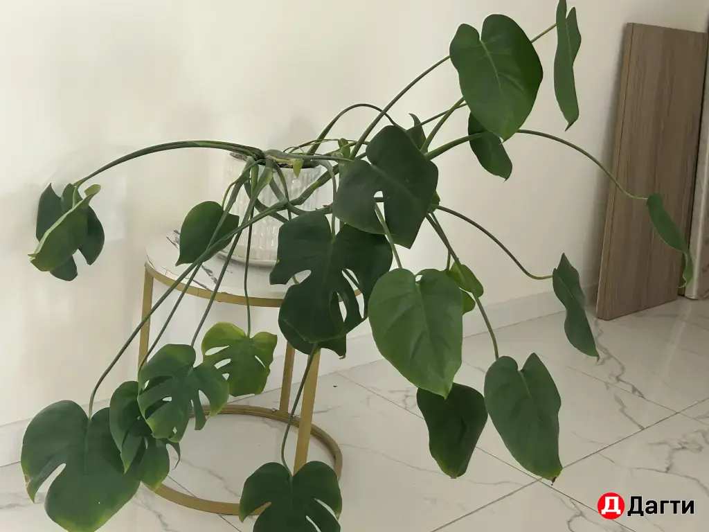 Монстера , цветок ухоженный