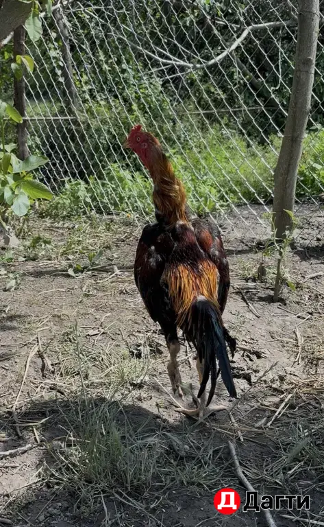 Бойцовая птица