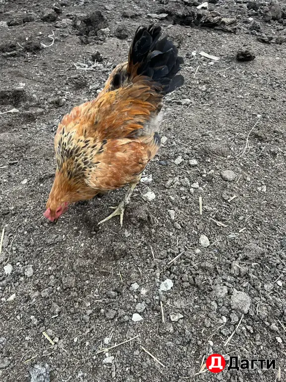 бойцовые куры