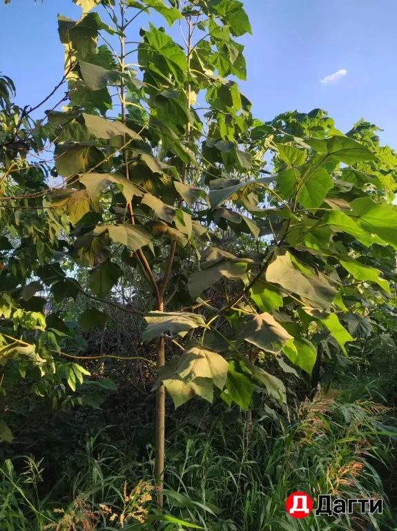 саженцы павловнии