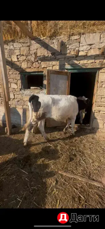 телята тёлки