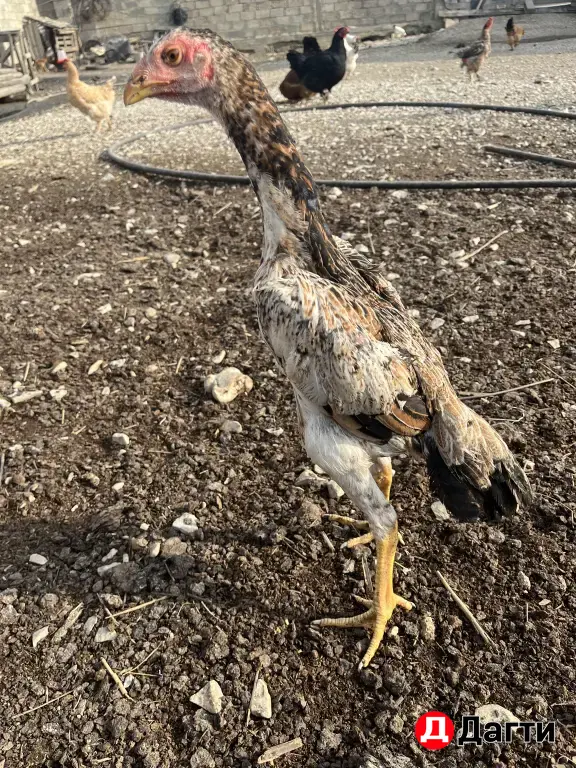 бойцовые куры