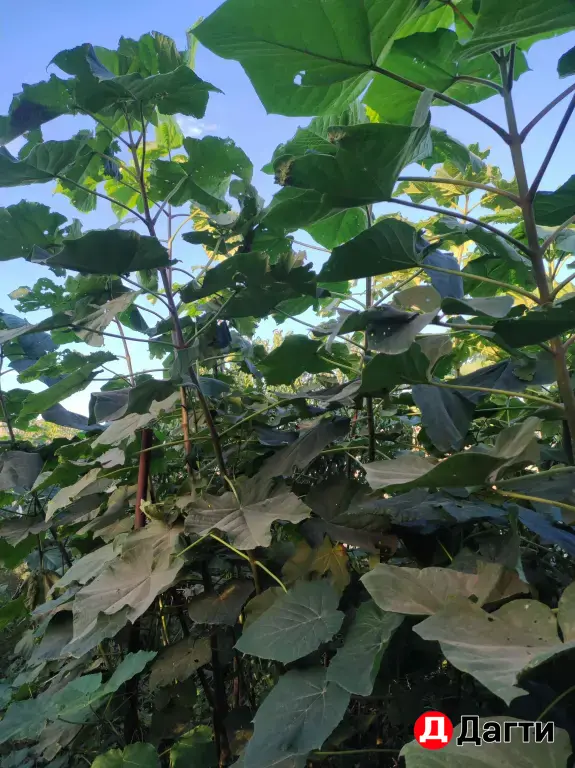 саженцы павловнии