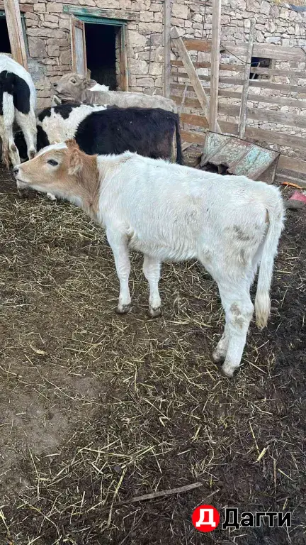 телята тёлки