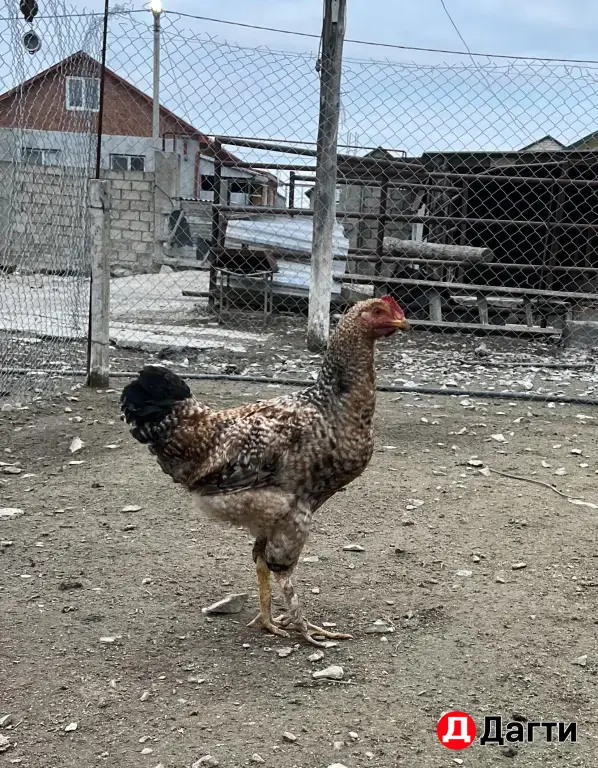 бойцовые куры