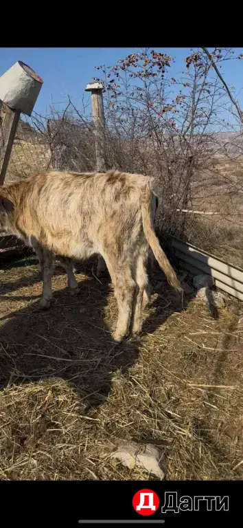 телята тёлки