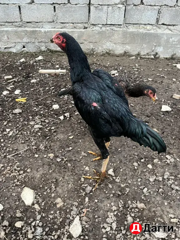 бойцовые куры